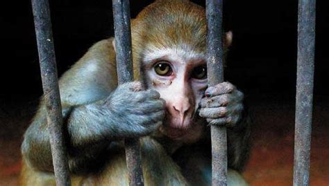 BAD MOM MONKEY ABUSED HER OWN BABY MONKEY, JUST FOR WEANING. . Baby monkeys being sexually abused